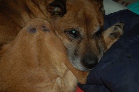 Marijampolėje išgelbėtas badu marintas ir kankintas šuo 87
